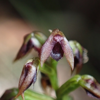 Corunastylis woollsii (Dark Midge Orchid) at Jerrawangala National Park - 8 Mar 2023 by AnneG1