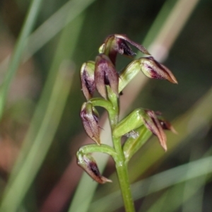 Corunastylis woollsii at Jerrawangala, NSW - suppressed