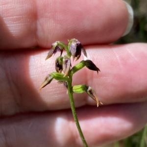Corunastylis woollsii at Jerrawangala, NSW - suppressed
