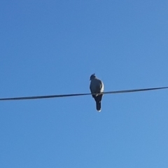 Ocyphaps lophotes (Crested Pigeon) at Jamberoo, NSW - 7 Mar 2023 by plants