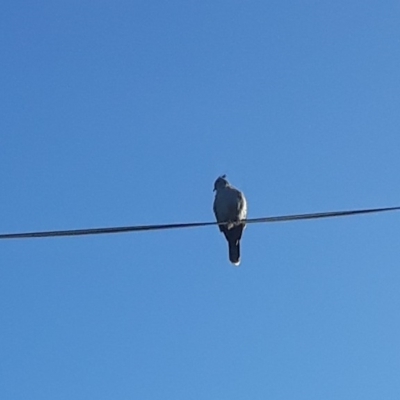 Ocyphaps lophotes (Crested Pigeon) at Jamberoo, NSW - 7 Mar 2023 by plants