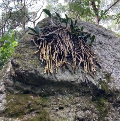 Dendrobium speciosum var. speciosum (Sydney Rock Orchid) at Yerriyong State Forest - 8 Mar 2023 by AnneG1