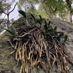 Thelychiton speciosa var. speciosa at Jerrawangala, NSW - suppressed