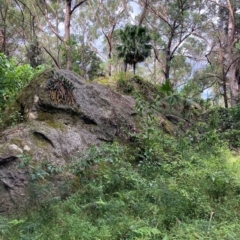 Thelychiton speciosa var. speciosa at Jerrawangala, NSW - 8 Mar 2023