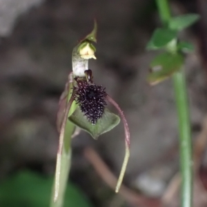 Chiloglottis seminuda at suppressed - 8 Mar 2023