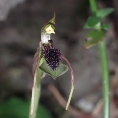 Chiloglottis seminuda (Turtle Orchid) at Yerriyong State Forest - 8 Mar 2023 by AnneG1