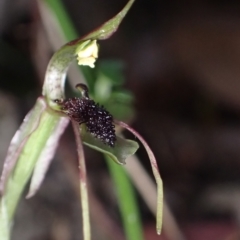 Chiloglottis seminuda at suppressed - 8 Mar 2023