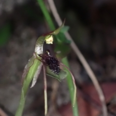 Chiloglottis seminuda at suppressed - 8 Mar 2023