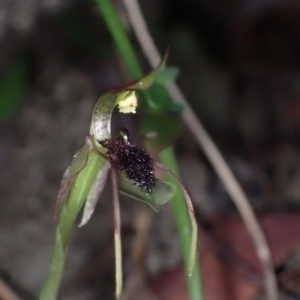 Chiloglottis seminuda at suppressed - suppressed