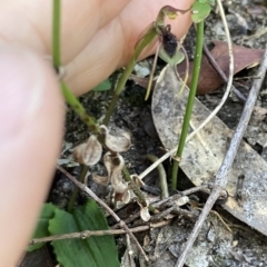 Chiloglottis seminuda at suppressed - 8 Mar 2023