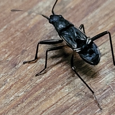 Dieuches sp. (genus) (Black and White Seed Bug) at Lyneham, ACT - 9 Mar 2023 by trevorpreston