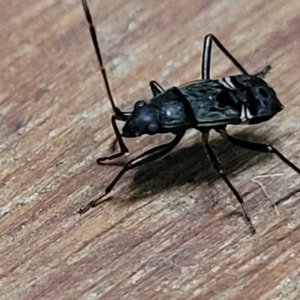 Dieuches sp. (genus) at Lyneham, ACT - 9 Mar 2023 02:10 PM