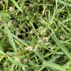 Alternanthera denticulata (Lesser Joyweed) at Larbert, NSW - 8 Mar 2023 by JaneR