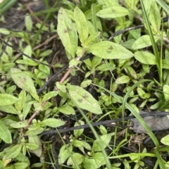 Persicaria prostrata (Creeping Knotweed) at Larbert, NSW - 8 Mar 2023 by JaneR