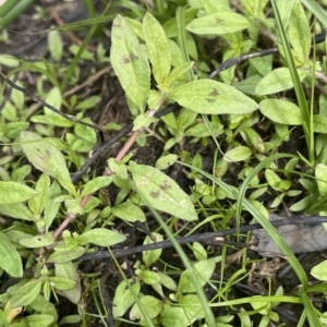 Persicaria prostrata at Larbert, NSW - 8 Mar 2023 01:00 PM