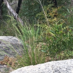 Acacia melanoxylon (Blackwood) at Namadgi National Park - 5 Dec 2022 by Minz