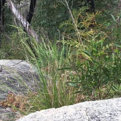 Acacia melanoxylon (Blackwood) at Tennent, ACT - 5 Dec 2022 by Minz