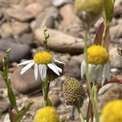 Chamaemelum nobile (Chamomile Daisy) at Warri, NSW - 8 Mar 2023 by JaneR