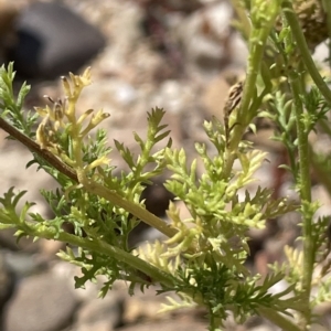 Chamaemelum nobile at Warri, NSW - 8 Mar 2023