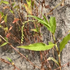 Persicaria hydropiper (Water Pepper) at Larbert, NSW - 8 Mar 2023 by JaneR