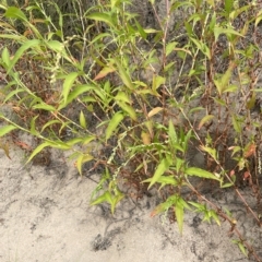 Persicaria hydropiper at Larbert, NSW - 8 Mar 2023