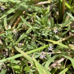 Lythrum hyssopifolia (Small Loosestrife) at QPRC LGA - 8 Mar 2023 by JaneR