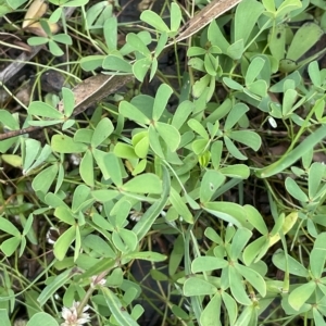 Marsilea costulifera at Larbert, NSW - suppressed