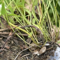 Marsilea costulifera at Larbert, NSW - 8 Mar 2023