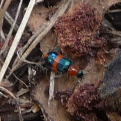 Dicranolaius bellulus (Red and Blue Pollen Beetle) at QPRC LGA - 21 Dec 2013 by arjay