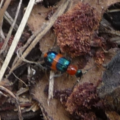 Dicranolaius bellulus (Red and Blue Pollen Beetle) at Charleys Forest, NSW - 21 Dec 2013 by arjay