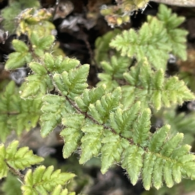 Cheilanthes distans (Bristly Cloak Fern) at QPRC LGA - 8 Mar 2023 by JaneR