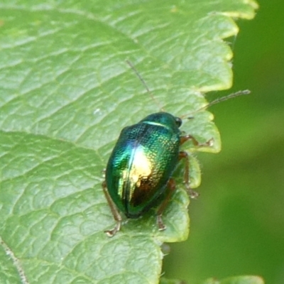 Edusella sp. (genus) (A leaf beetle) at Mongarlowe River - 2 Mar 2021 by arjay