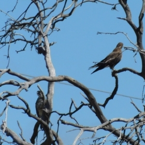 Falco berigora at Symonston, ACT - 9 Mar 2023 02:50 PM