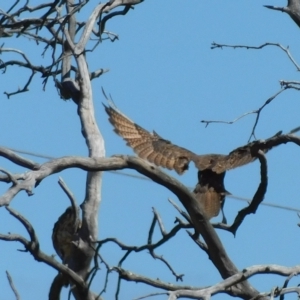 Falco berigora at Symonston, ACT - 9 Mar 2023 02:50 PM