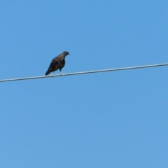 Falco berigora at Symonston, ACT - 9 Mar 2023 02:50 PM