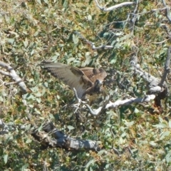 Falco berigora at Symonston, ACT - 9 Mar 2023 02:50 PM