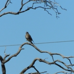 Falco berigora at Symonston, ACT - 9 Mar 2023 02:50 PM