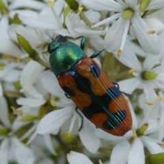 Castiarina scalaris (Scalaris jewel beetle) at QPRC LGA - 3 Feb 2021 by arjay