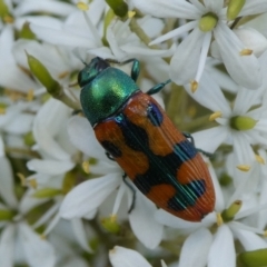 Castiarina scalaris (Scalaris jewel beetle) at Charleys Forest, NSW - 3 Feb 2021 by arjay