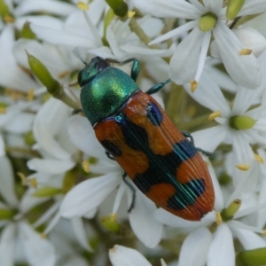 Castiarina scalaris at Charleys Forest, NSW - suppressed