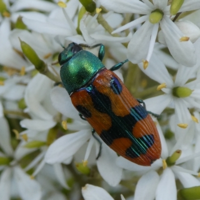 Castiarina scalaris (Scalaris jewel beetle) at QPRC LGA - 3 Feb 2021 by arjay