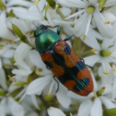 Castiarina scalaris (Scalaris jewel beetle) at Mongarlowe River - 3 Feb 2021 by arjay