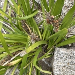 Lomandra longifolia at Larbert, NSW - 8 Mar 2023