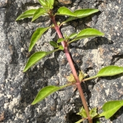 Ludwigia palustris (Marsh Purslane) at QPRC LGA - 8 Mar 2023 by JaneR