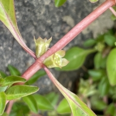 Ludwigia palustris at Larbert, NSW - 8 Mar 2023