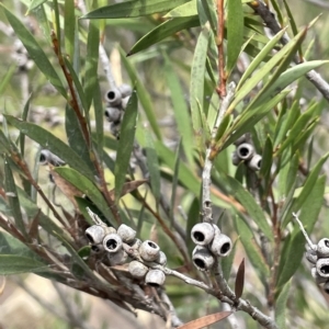 Callistemon sieberi at Larbert, NSW - 8 Mar 2023