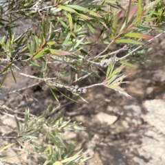 Callistemon sieberi at Larbert, NSW - 8 Mar 2023