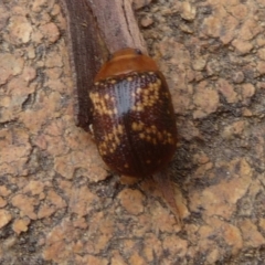 Paropsis aspera (Eucalyptus Tortoise Beetle) at Charleys Forest, NSW - 16 Nov 2020 by arjay