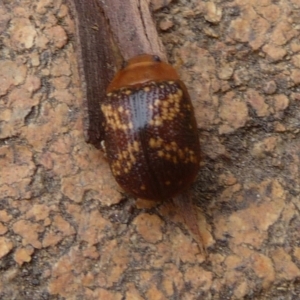 Paropsis aspera at Charleys Forest, NSW - 16 Nov 2020