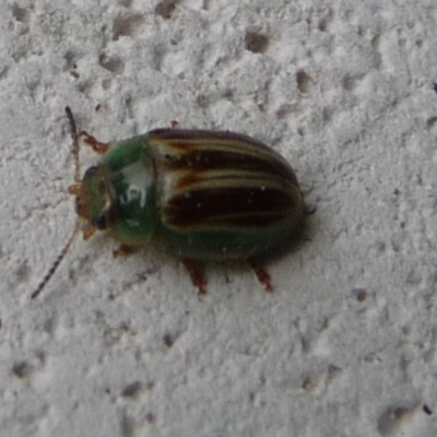 Peltoschema orphana (Leaf beetle) at Mongarlowe River - 9 Apr 2020 by arjay